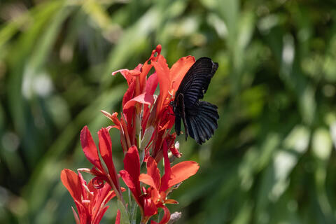 Swallowtail on Canna 和田